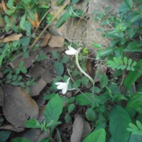 Rhinacanthus polonnaruwensis L.H.Cramer